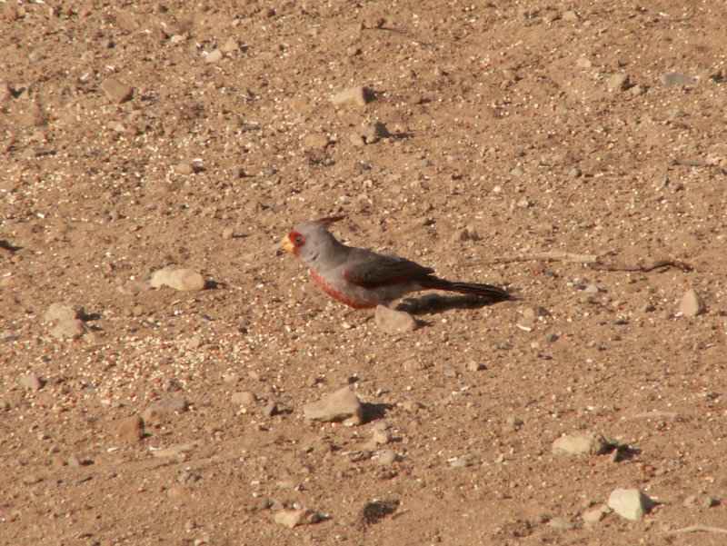 Taken by waterdragon687 at her parents' house in New Mexico, May 2006 - please do not reproduce without permission