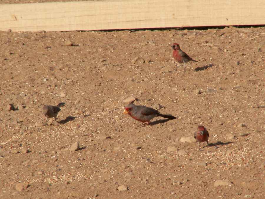 Taken by waterdragon687 at her parents' house in New Mexico, May 2006 - please do not reproduce without permission