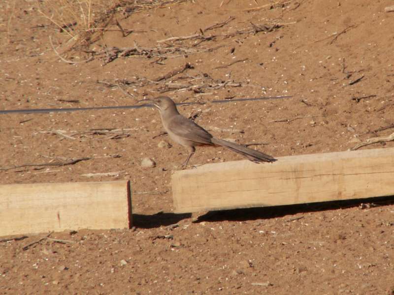 Taken by waterdragon687 at her parents' house in New Mexico, May 2006 - please do not reproduce without permission