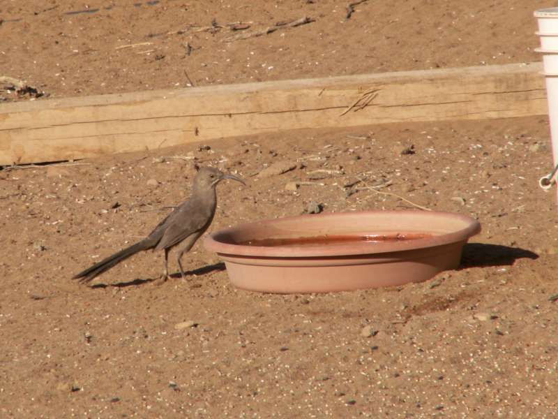 Taken by waterdragon687 at her parents' house in New Mexico, May 2006 - please do not reproduce without permission