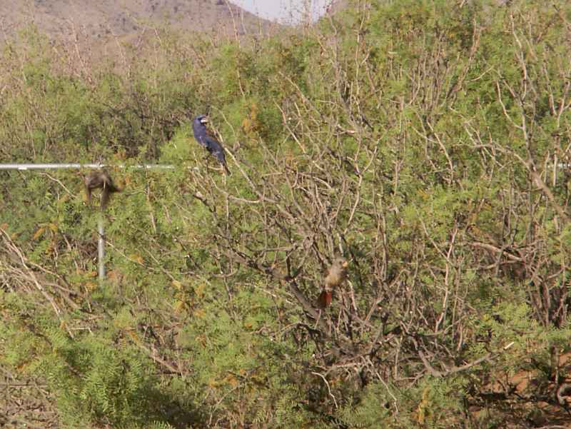 Taken by waterdragon687 at her parents' house in New Mexico, May 2006 - please do not reproduce without permission