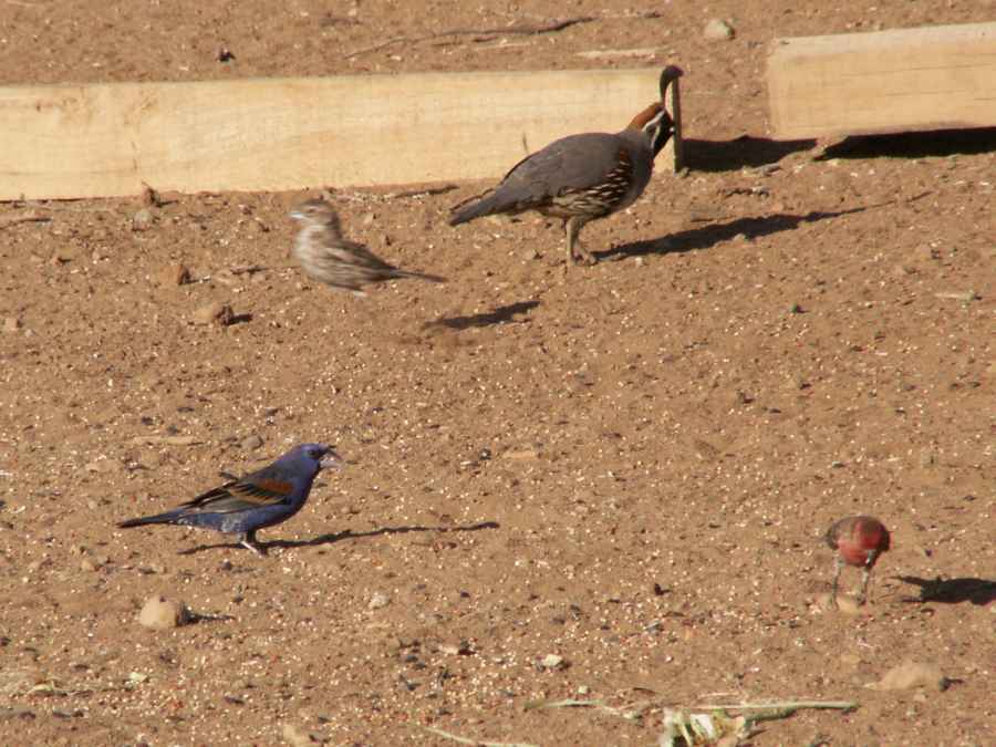 Taken by waterdragon687 at her parents' house in New Mexico, May 2006 - please do not reproduce without permission