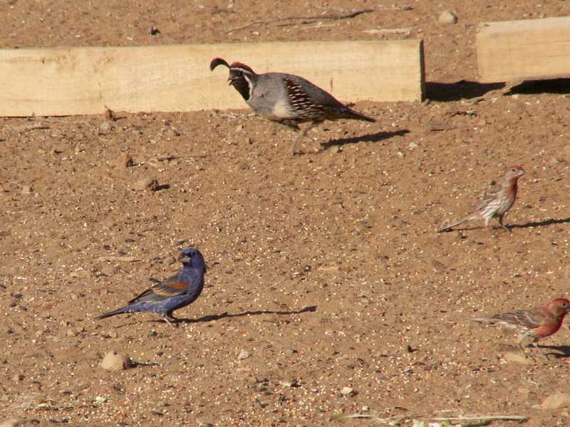 Taken by waterdragon687 at her parents' house in New Mexico, May 2006 - please do not reproduce without permission