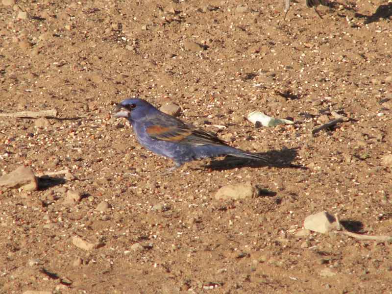 Taken by waterdragon687 at her parents' house in New Mexico, May 2006 - please do not reproduce without permission