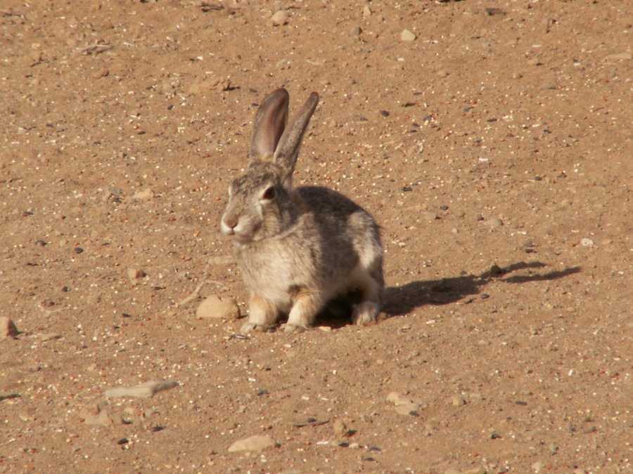 Taken by waterdragon687 at her parents' house in New Mexico, May 2006 - please do not reproduce without permission