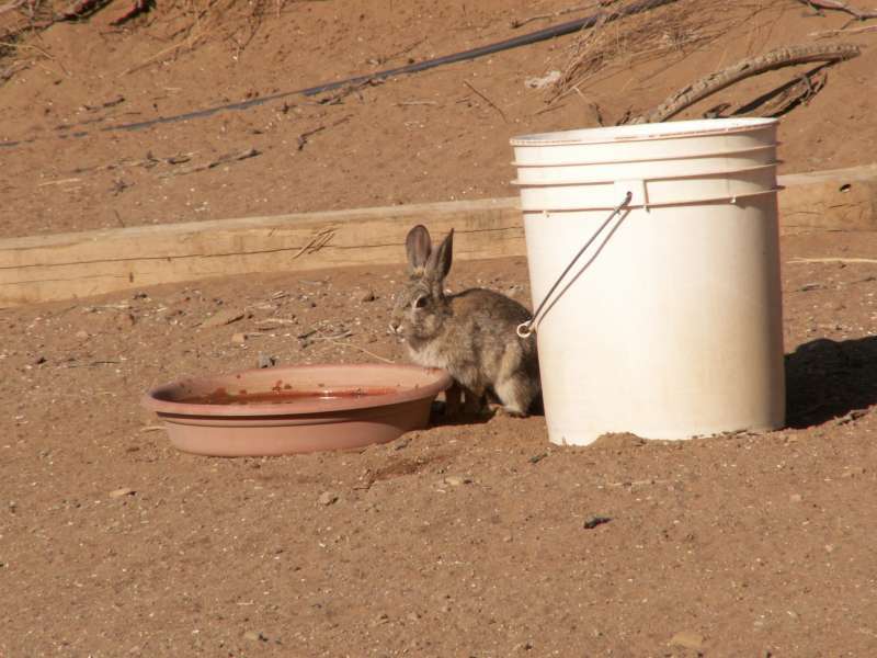 Taken by waterdragon687 at her parents' house in New Mexico, May 2006 - please do not reproduce without permission