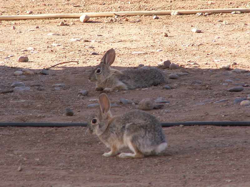 Taken by waterdragon687 at her parents' house in New Mexico, May 2006 - please do not reproduce without permission
