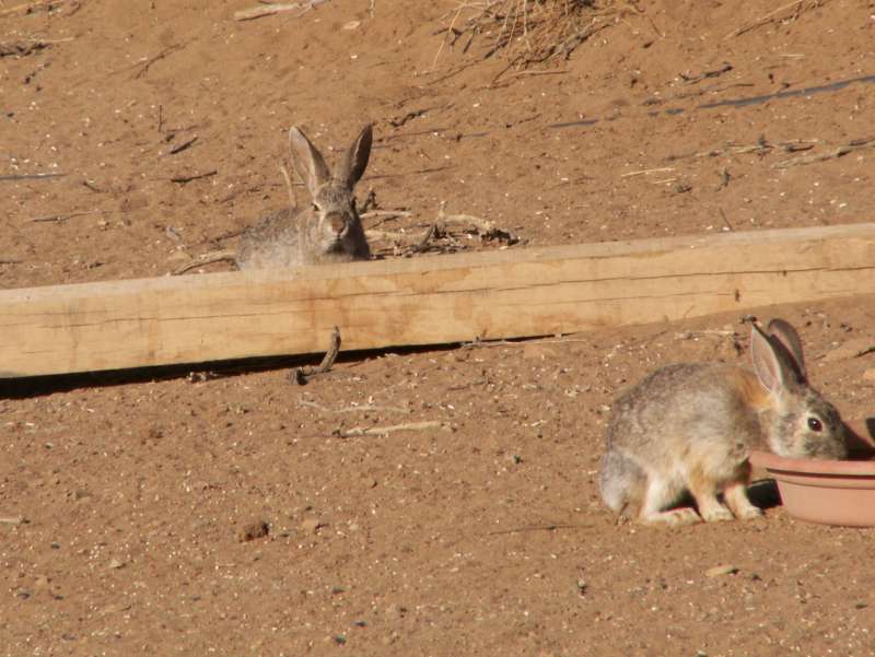 Taken by waterdragon687 at her parents' house in New Mexico, May 2006 - please do not reproduce without permission