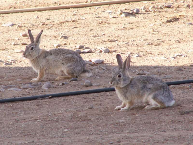 Taken by waterdragon687 at her parents' house in New Mexico, May 2006 - please do not reproduce without permission