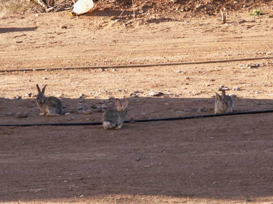 Taken by waterdragon687 at her parents' house in New Mexico, May 2006 - please do not reproduce without permission