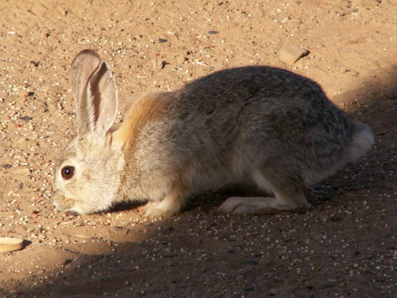 Taken by waterdragon687 at her parents' house in New Mexico, May 2006 - please do not reproduce without permission