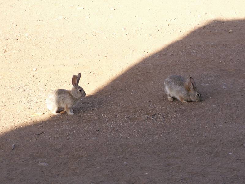 Taken by waterdragon687 at her parents' house in New Mexico, May 2006 - please do not reproduce without permission