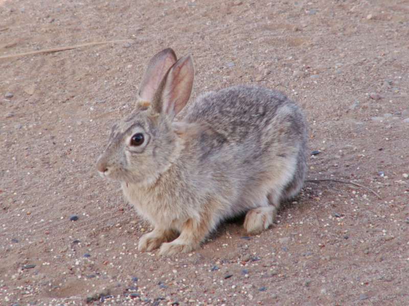 Taken by waterdragon687 at her parents' house in New Mexico, May 2006 - please do not reproduce without permission