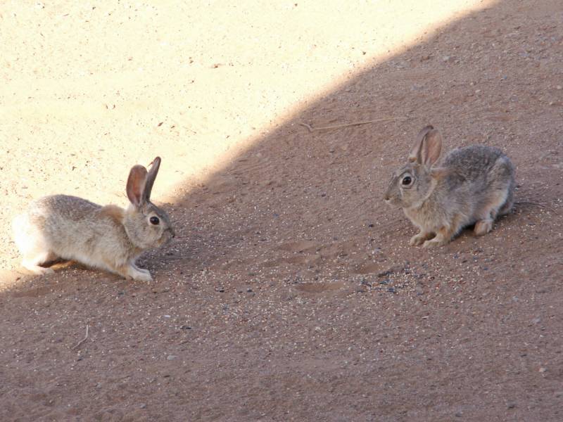 Taken by waterdragon687 at her parents' house in New Mexico, May 2006 - please do not reproduce without permission