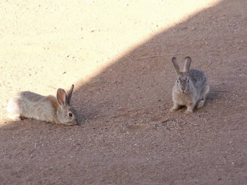 Taken by waterdragon687 at her parents' house in New Mexico, May 2006 - please do not reproduce without permission