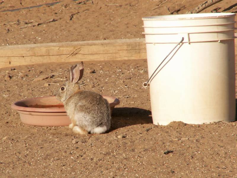 Taken by waterdragon687 at her parents' house in New Mexico, May 2006 - please do not reproduce without permission