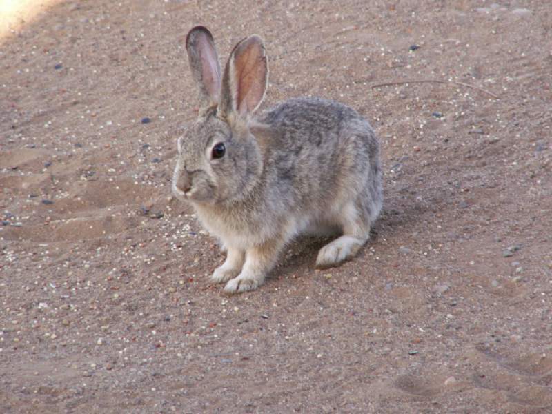 Taken by waterdragon687 at her parents' house in New Mexico, May 2006 - please do not reproduce without permission