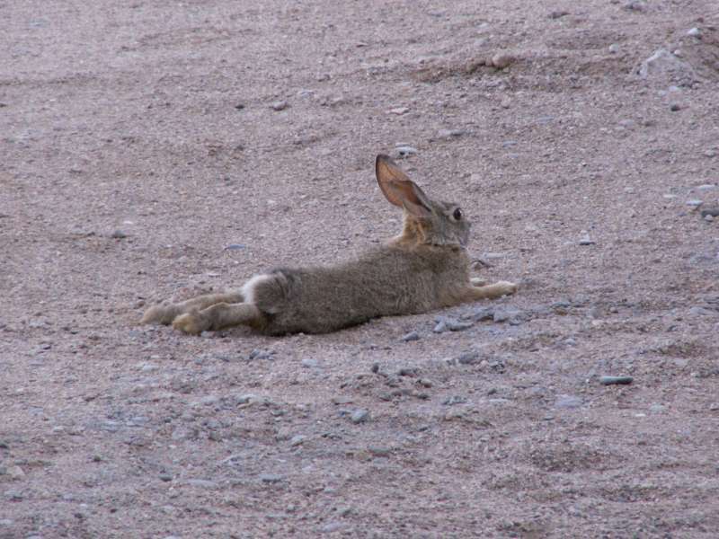 Taken by waterdragon687 at her parents' house in New Mexico, May 2006 - please do not reproduce without permission