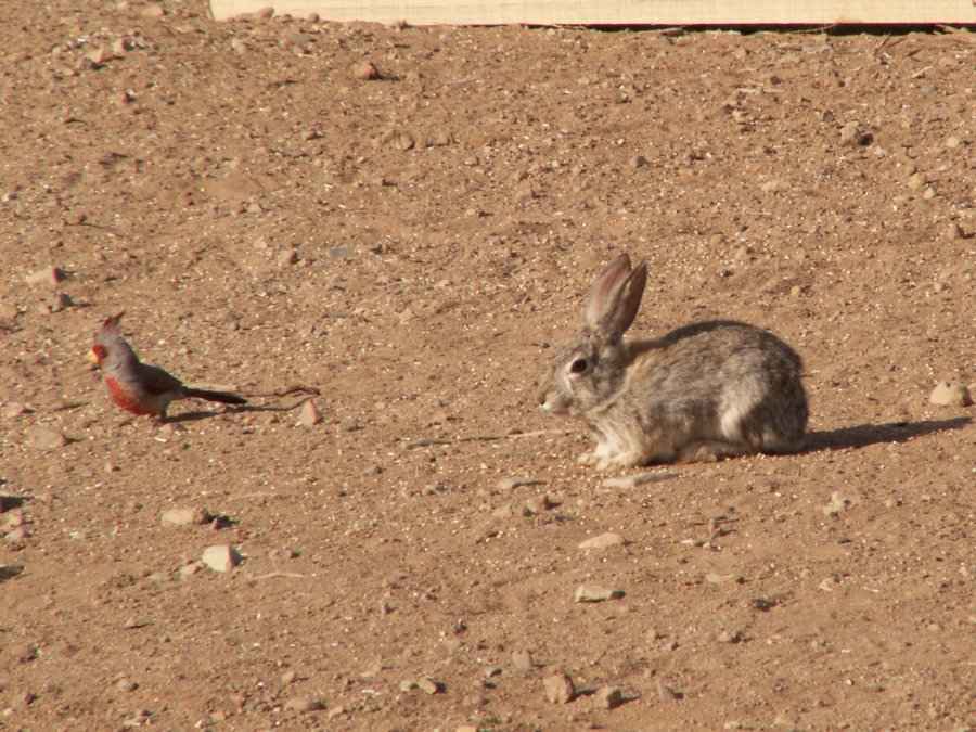 Taken by waterdragon687 at her parents' house in New Mexico, May 2006 - please do not reproduce without permission