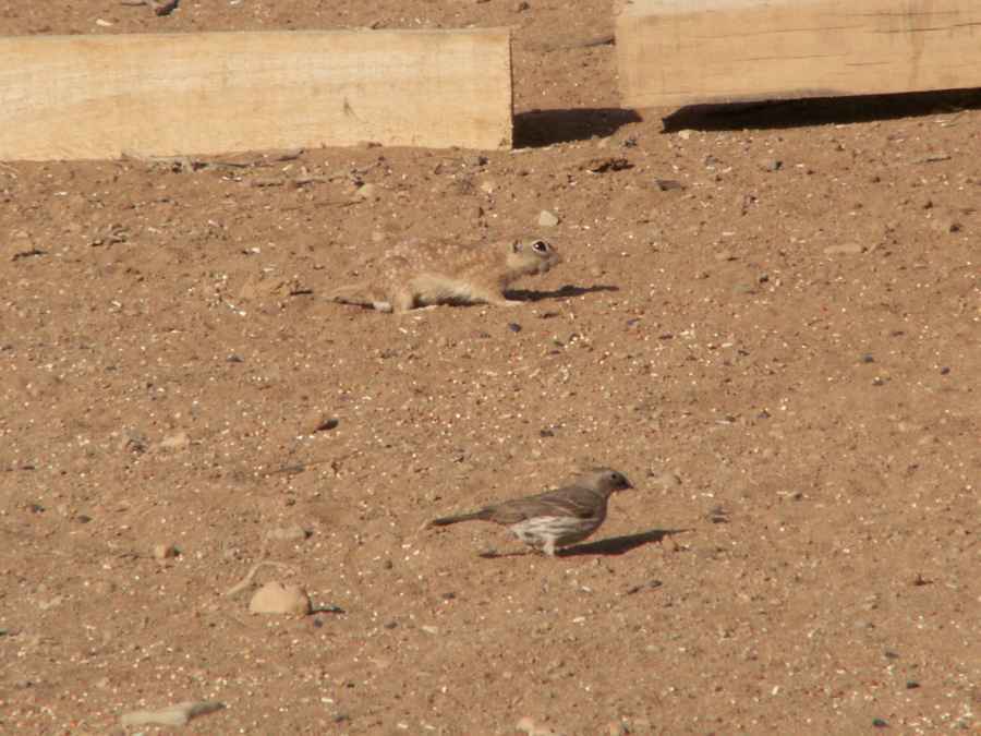 Taken by waterdragon687 at her parents' house in New Mexico, May 2006 - please do not reproduce without permission