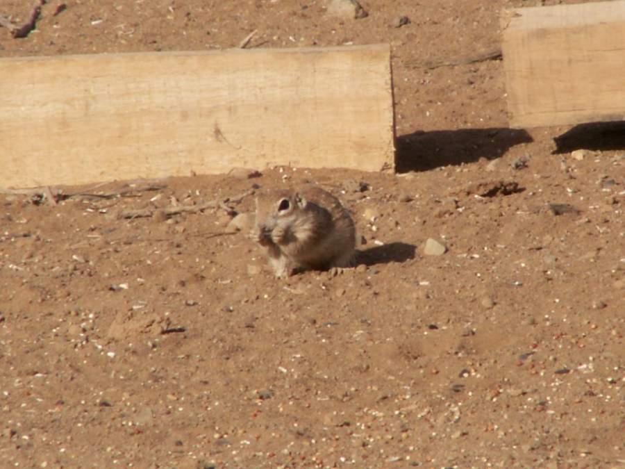 Taken by waterdragon687 at her parents' house in New Mexico, May 2006 - please do not reproduce without permission