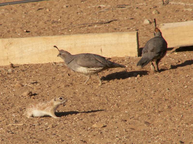 Taken by waterdragon687 at her parents' house in New Mexico, May 2006 - please do not reproduce without permission