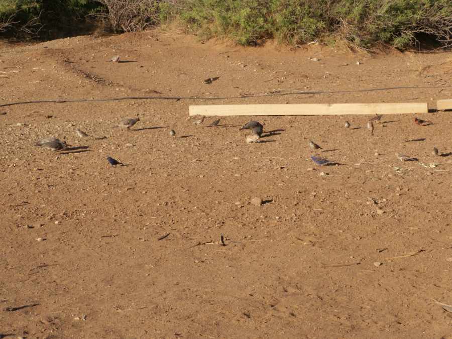 Taken by waterdragon687 at her parents' house in New Mexico, May 2006 - please do not reproduce without permission